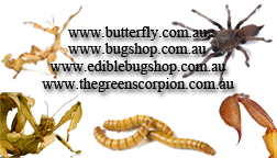 Business Card Design by CMS Graphix for Butterfly Skye | Design #1384177