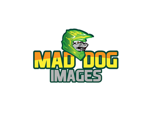 Logo Design by anushka_snigdha for this project | Design: #5035311
