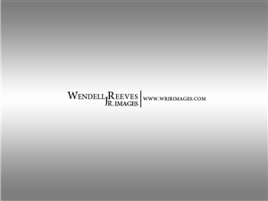 Logo Design by shark87