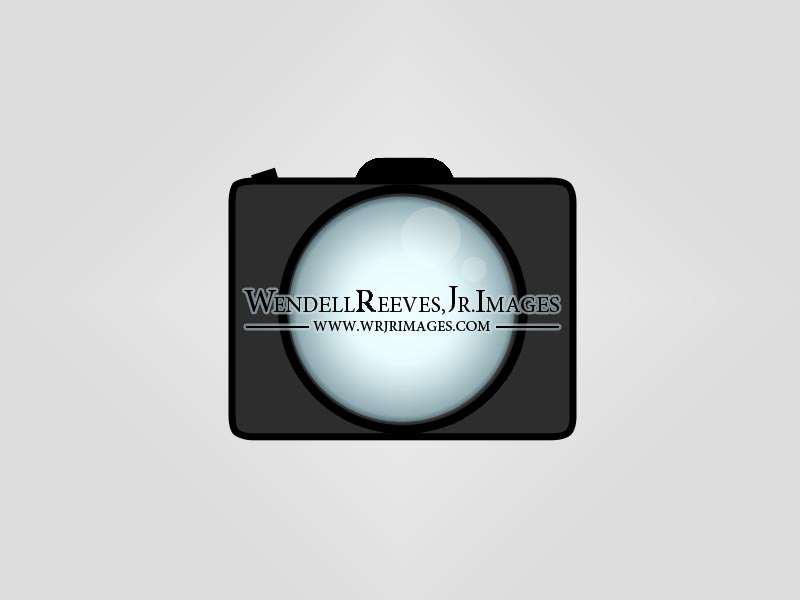 Logo Design by shark87 for this project | Design #5089993