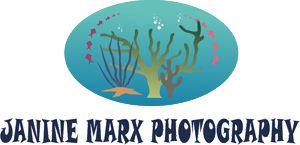 Logo Design by Acetrik