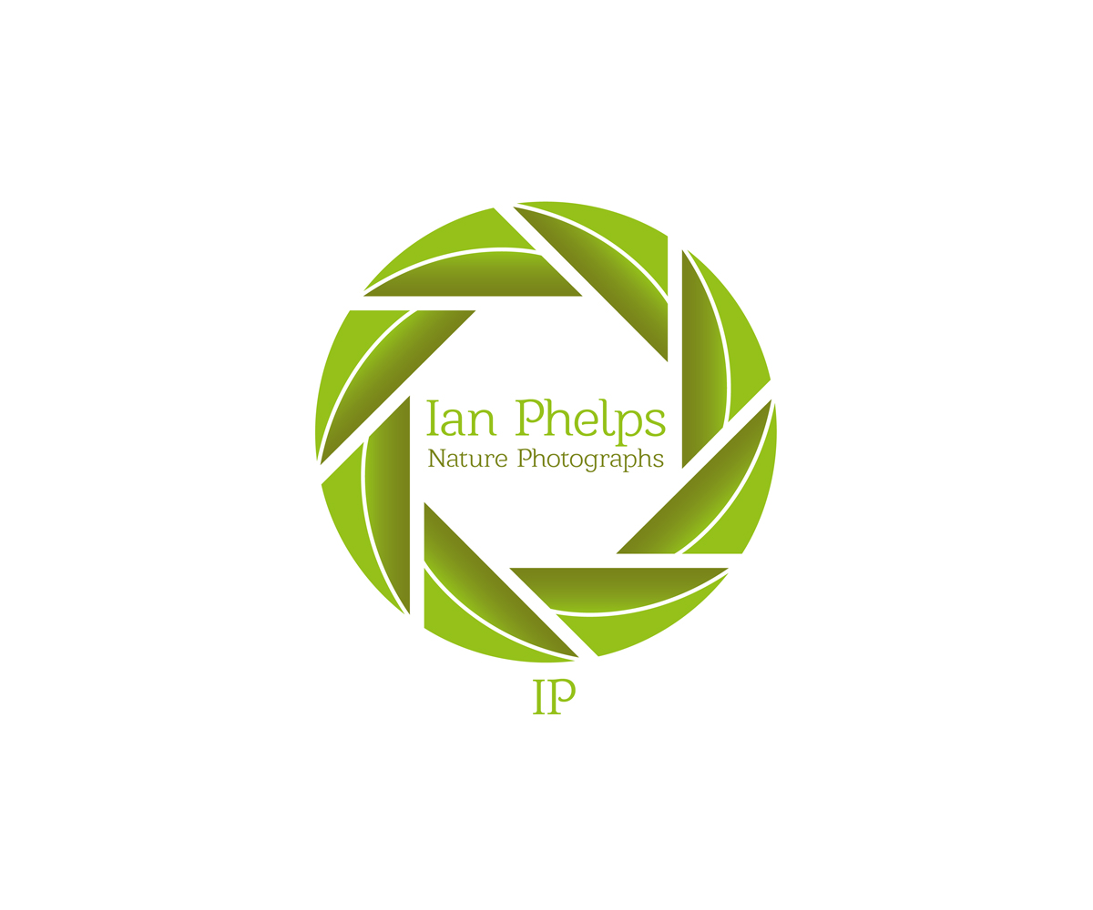 Logo Design by begizuria for this project | Design #1439071