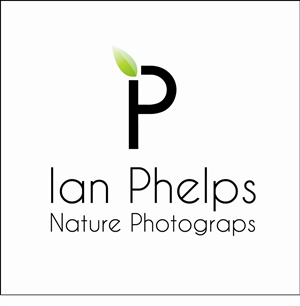 Logo Design by MeganAdamski