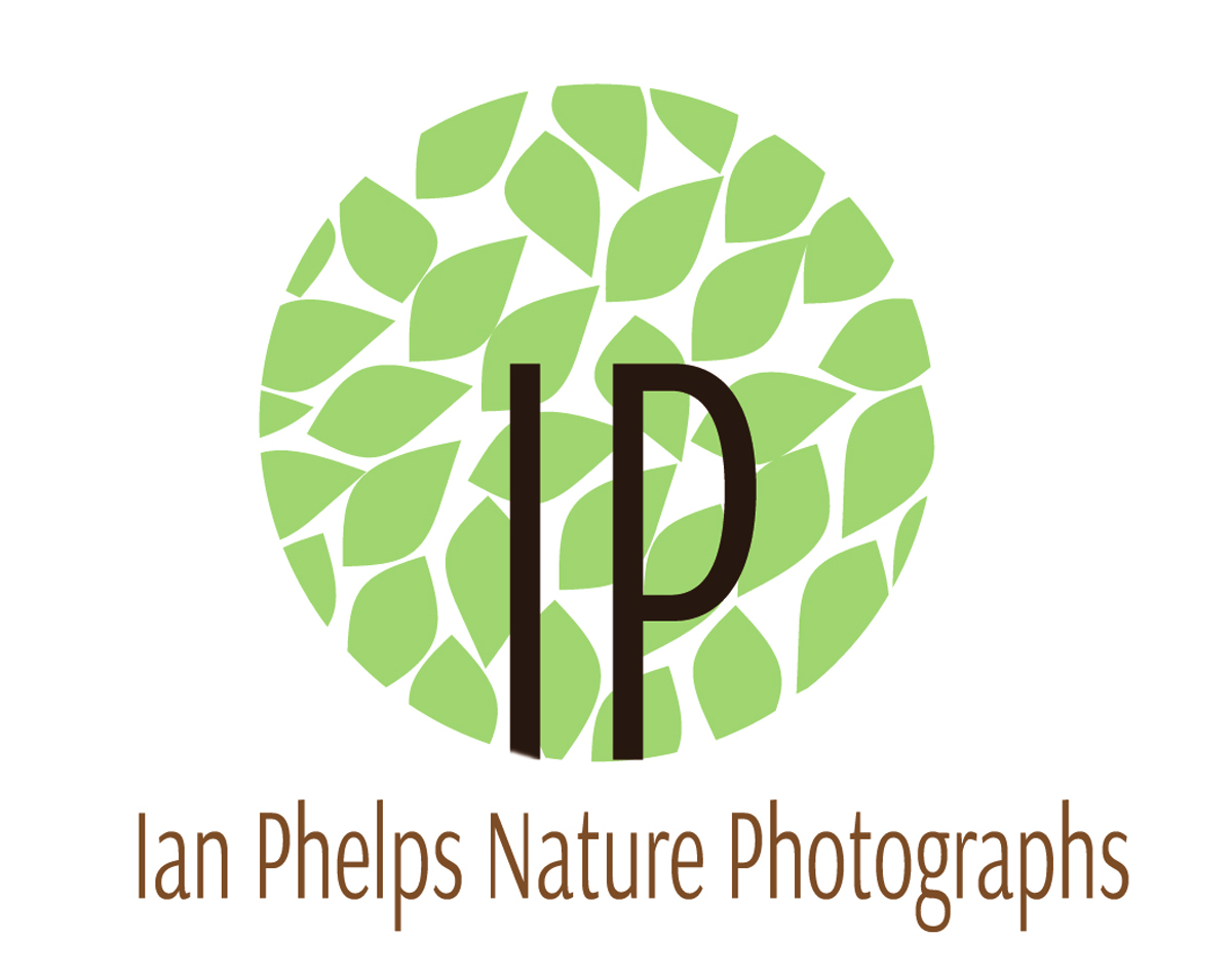 Logo Design by Nataly for this project | Design #1461793