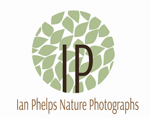Logo Design by Nataly