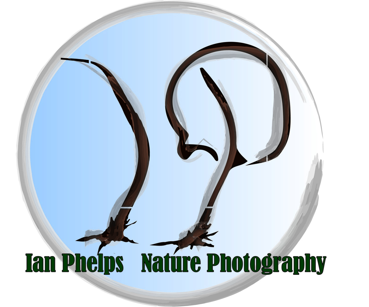 Logo Design by Dardan for this project | Design #1449130