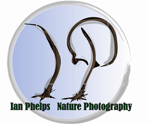 Logo Design by Dardan