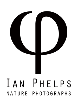 Logo Design by Steven Hine for this project | Design: #1452615