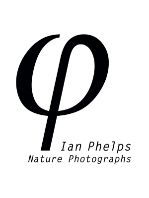 Logo Design by Steven Hine for this project | Design: #1471367