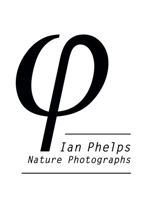 Logo Design by Steven Hine for this project | Design: #1471382