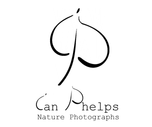 Logo-Design von Nenad Stankovic für dieses Projekt | Design: #1473491