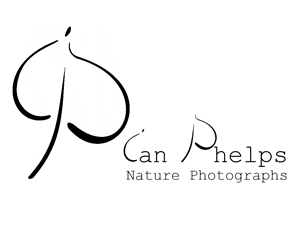 Logo-Design von Nenad Stankovic für dieses Projekt | Design: #1473496