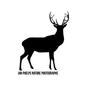 Logo Design by AlexYorkDesigns