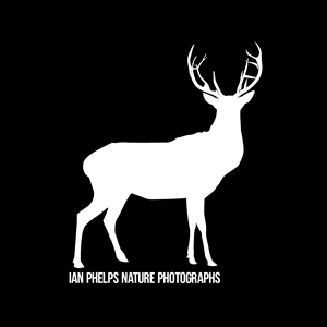 Diseño de Logo por AlexYorkDesigns para este proyecto | Diseño: #1434154