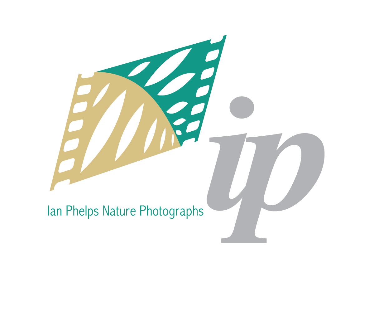 Diseño de Logo por WholeBranding® para este proyecto | Diseño #1427376