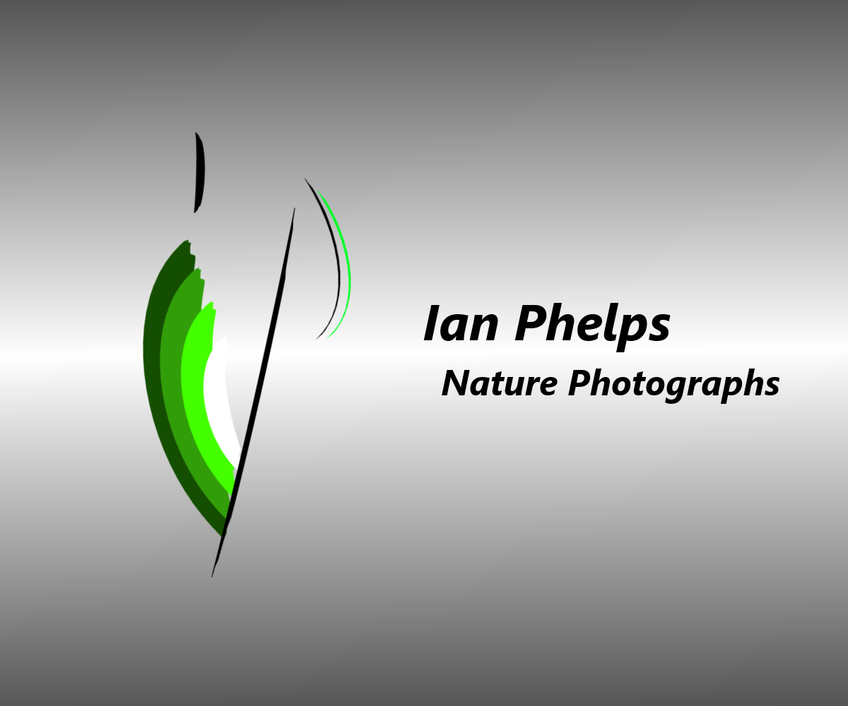 Logo Design by Snow for this project | Design #1440246