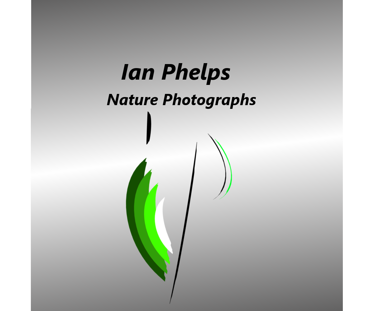 Logo Design by Snow for this project | Design #1440250