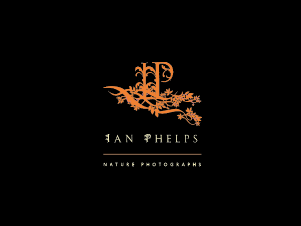 Diseño de Logo por BrandGirl para este proyecto | Diseño #1450774