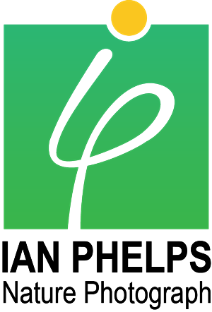 Diseño de Logo por Bolshoi Creations para este proyecto | Diseño: #1435502
