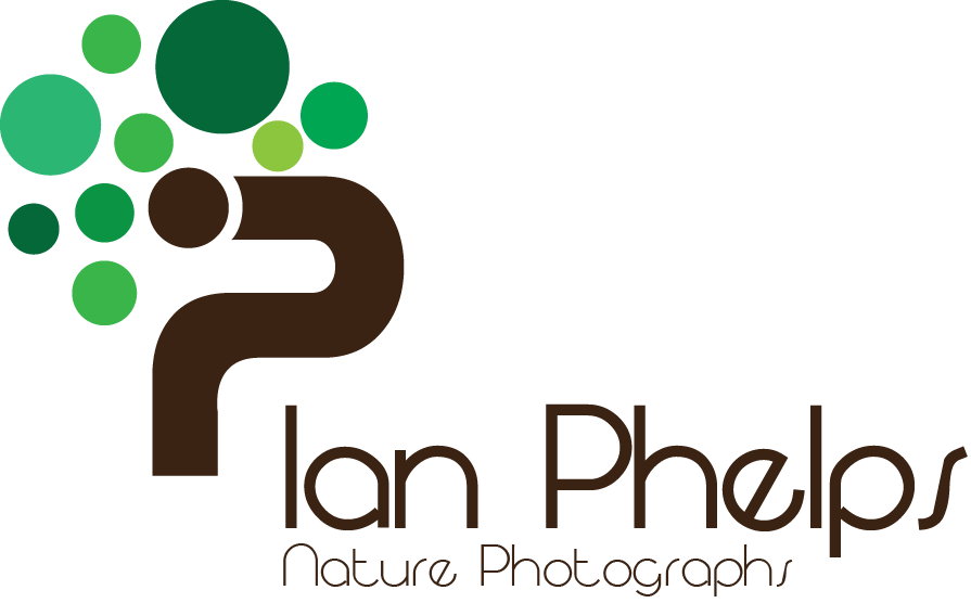 Logo Design by Bolshoi Creations for this project | Design #1436152