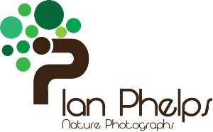 Diseño de Logo por Bolshoi Creations para este proyecto | Diseño: #1436152
