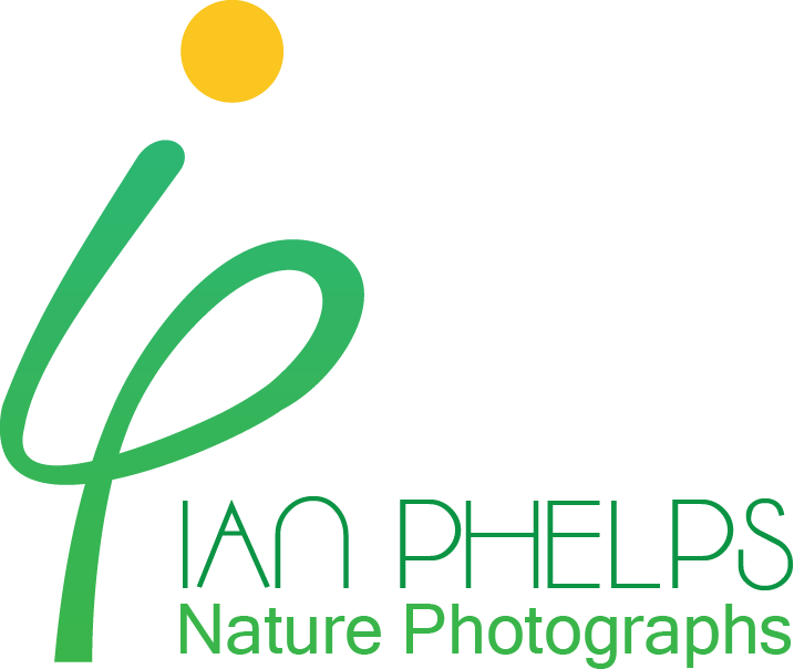 Logo Design by Bolshoi Creations for this project | Design #1438666