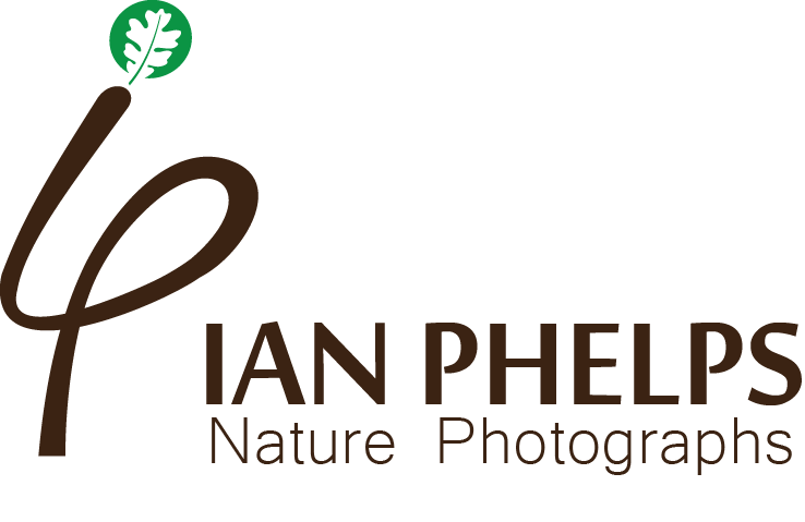 Logo Design by Bolshoi Creations for this project | Design #1463904