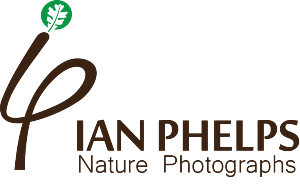 Logo Design by Bolshoi Creations for this project | Design: #1463904