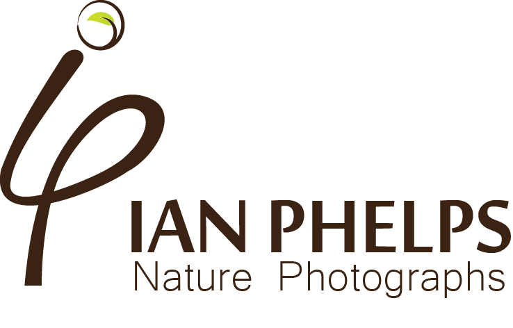 Logo Design by Bolshoi Creations for this project | Design #1463912