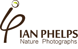Logo Design by Bolshoi Creations for this project | Design: #1463912