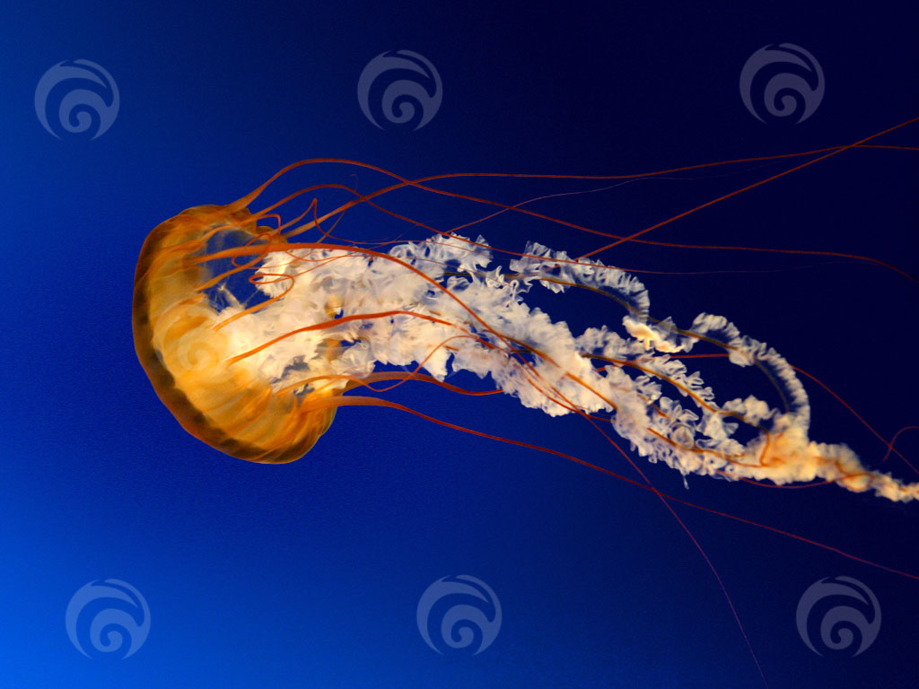 Logo-Design von create für dieses Projekt | Design #1467049