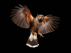 Tiger-Hawk