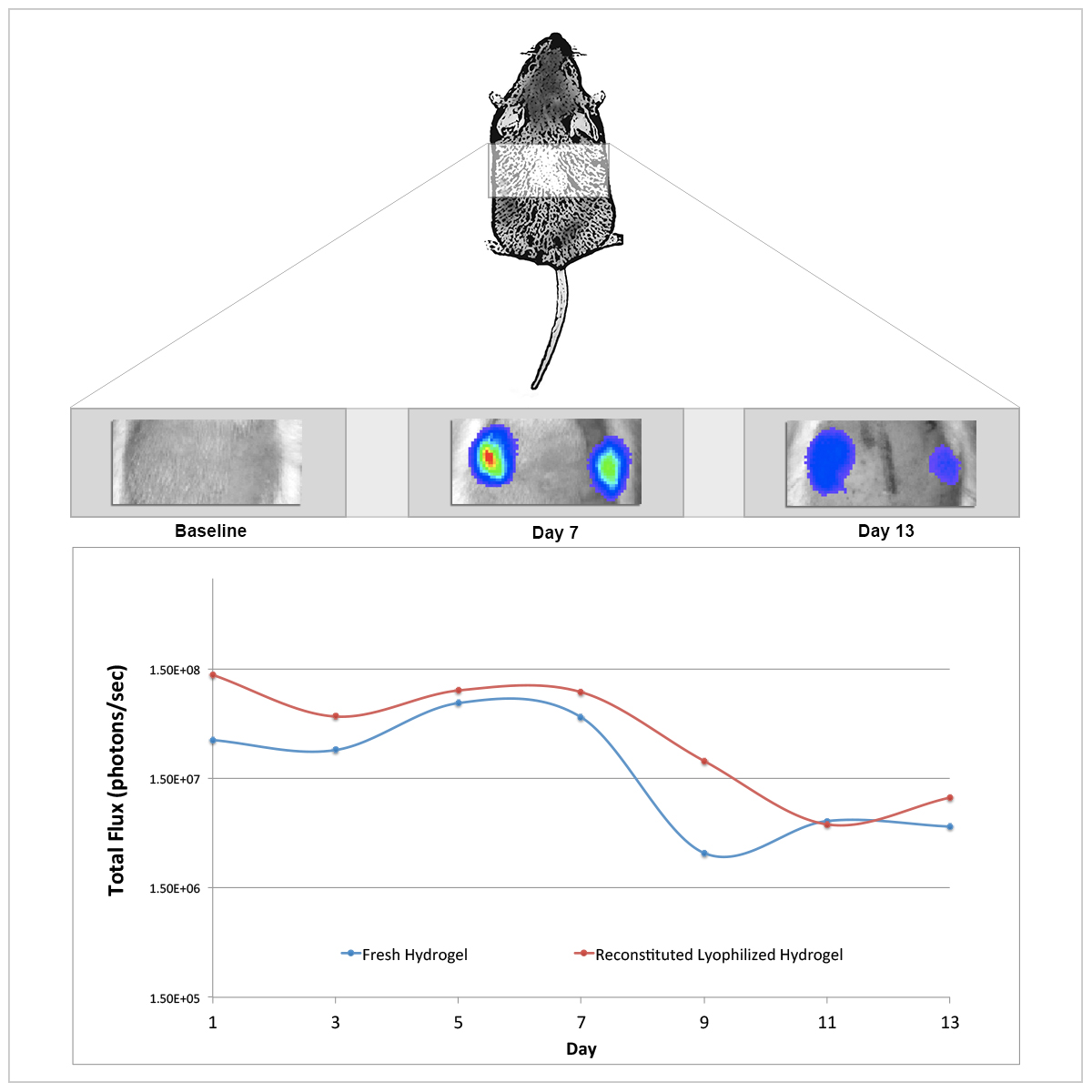 Diseño Con Ilustración por fernanlagran para este proyecto | Diseño #5365034