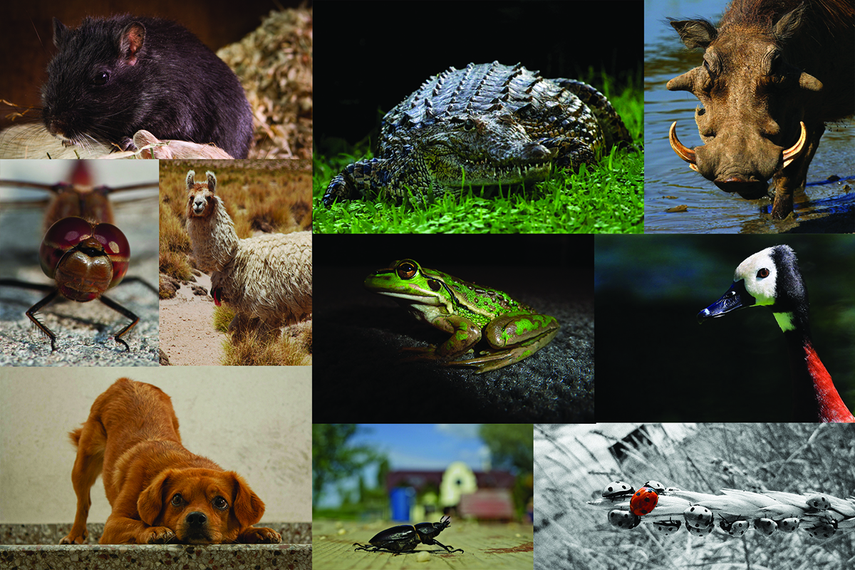 Design Graphique par PedroHenrique pour ce projet | Design #1446063