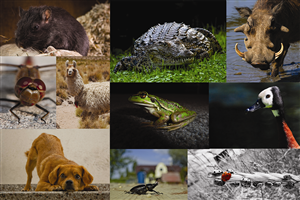 Diseño Gráfico por PedroHenrique para este proyecto | Diseño: #1446063