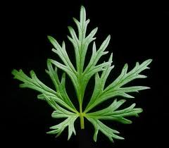 Logo Design by Hassan