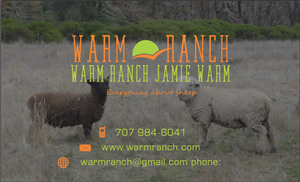 Business Card Design by Tahneit Khan