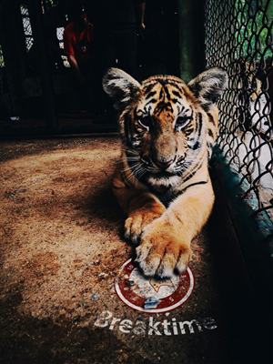 Logo Design by RTsigPro for CompuSmart Solutions | Design: #5379084