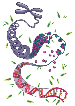 Cover for scientific journal illustrating a DNA molecule with bacteria around it