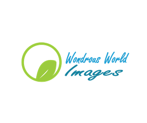 Logo Design by BC Designs