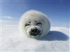 Fokutza