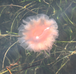 joydesign11's profile picture