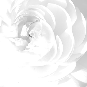White Diary's profile picture