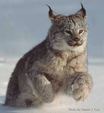 naughtylynx's profile picture