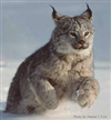 naughtylynx