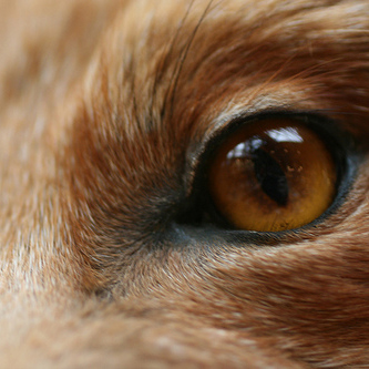 FOX's profile picture