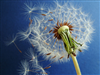 Dashing Dandelion