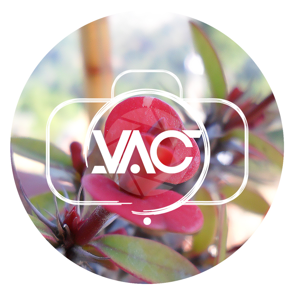 Visal Chattopadhyay's profile picture