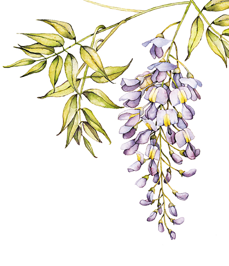 amelia's profile picture