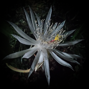 Ru Art's profile picture